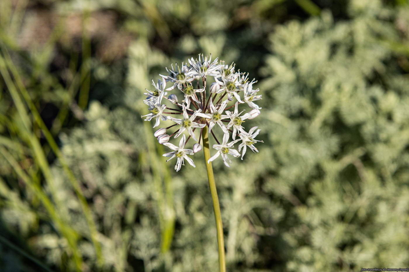 Image of Allium tulipifolium specimen.