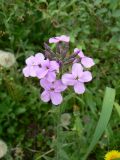 genus Hesperis. Соцветие с цветками и бутонами. Хабаровск, газон. 24.05.2012.