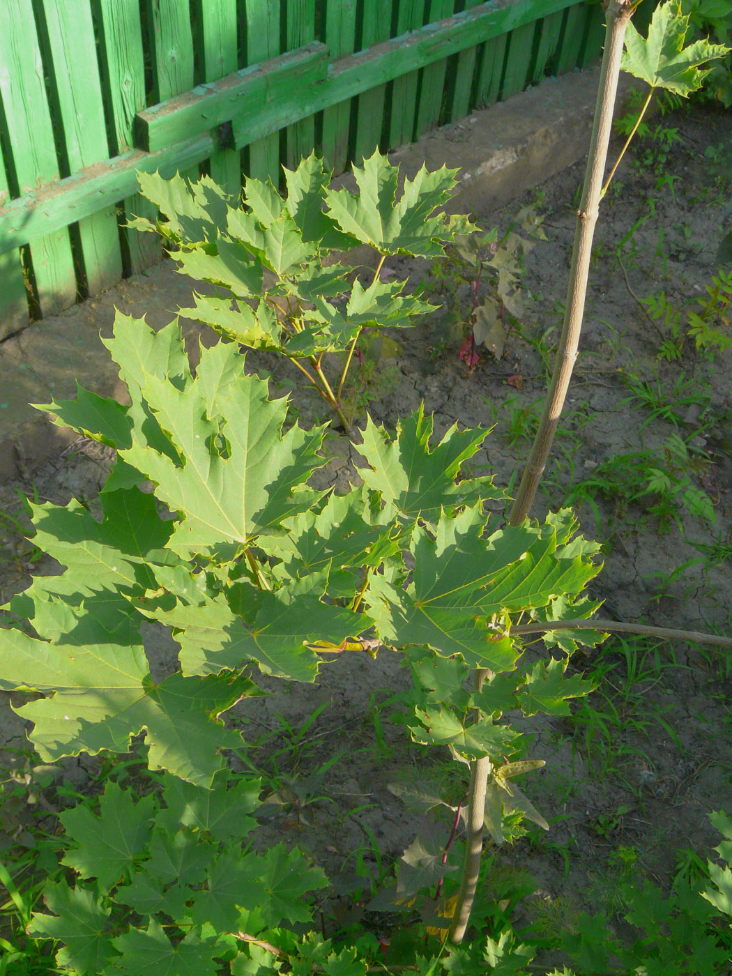 Image of Acer platanoides specimen.