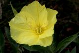 Oenothera macrocarpa