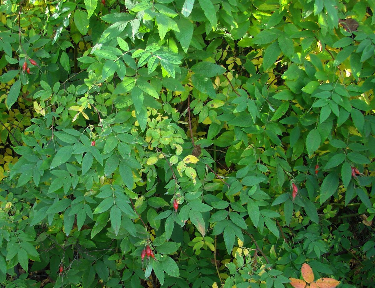Image of genus Rosa specimen.