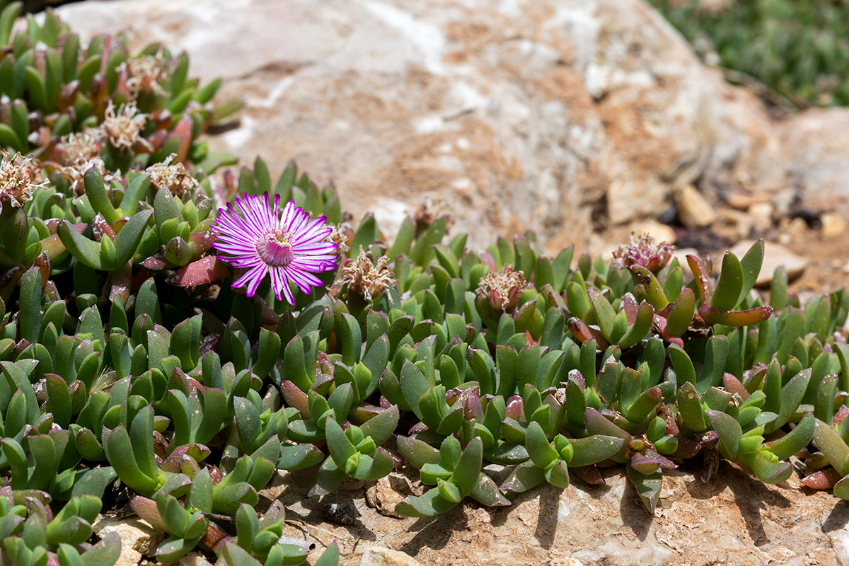 Image of Ruschia lineolata specimen.