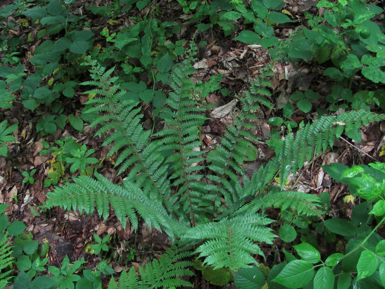 Изображение особи Polystichum braunii.