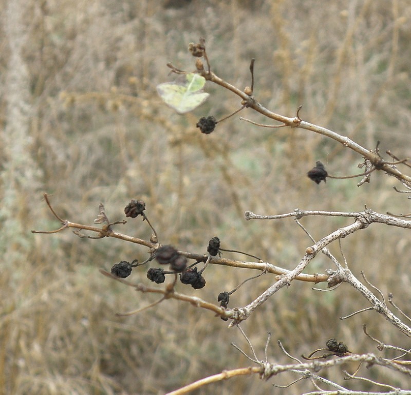Изображение особи Lonicera tatarica.
