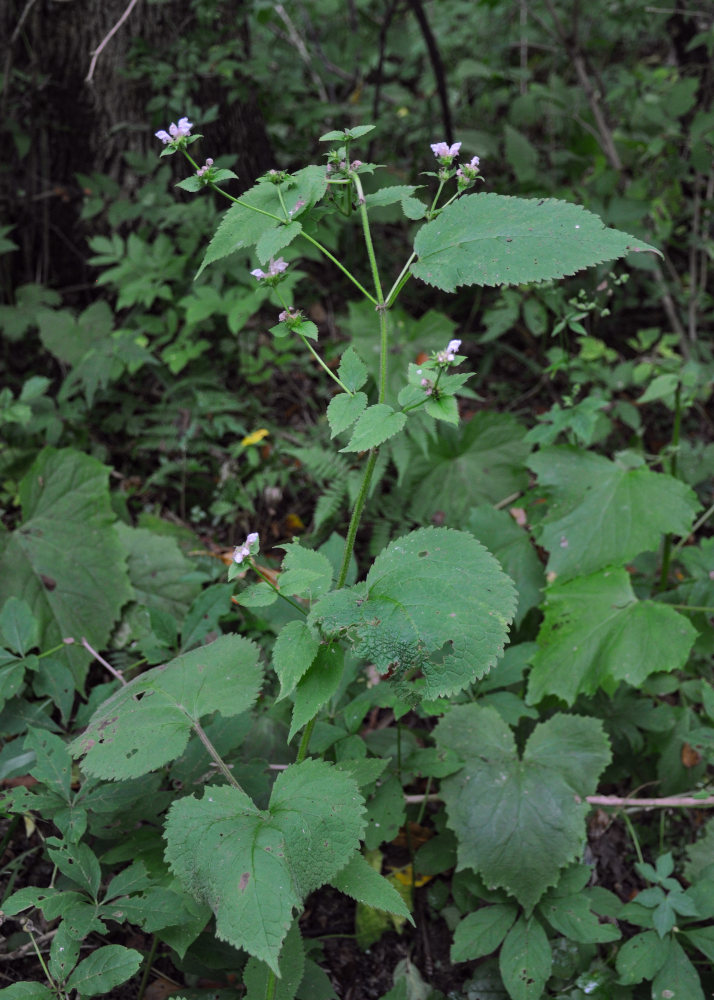 Image of Phlomoides maximowiczii specimen.