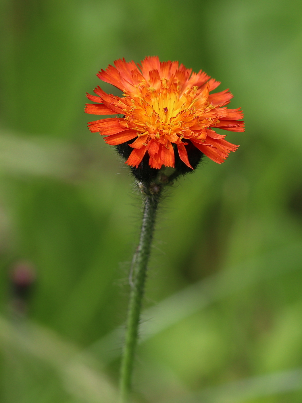 Image of Pilosella aurantiaca specimen.