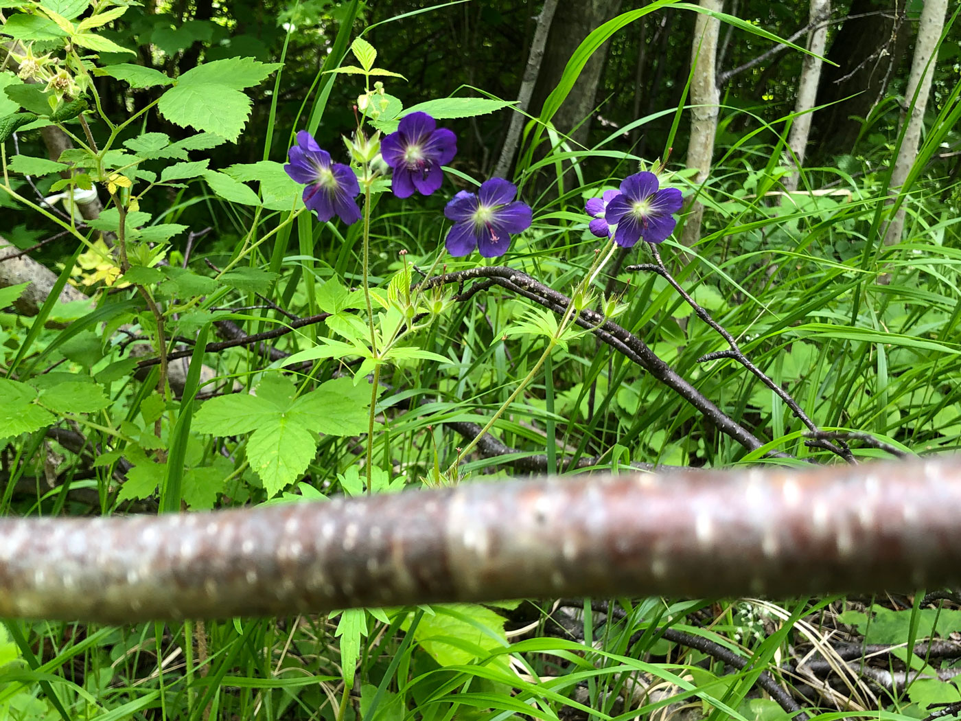 Image of Geranium gorbizense specimen.