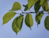 Cerasus sachalinensis. Верхушка побега (видна абаксиальная поверхность листьев). Москва, ГБС, Японский сад. 31.08.2021.