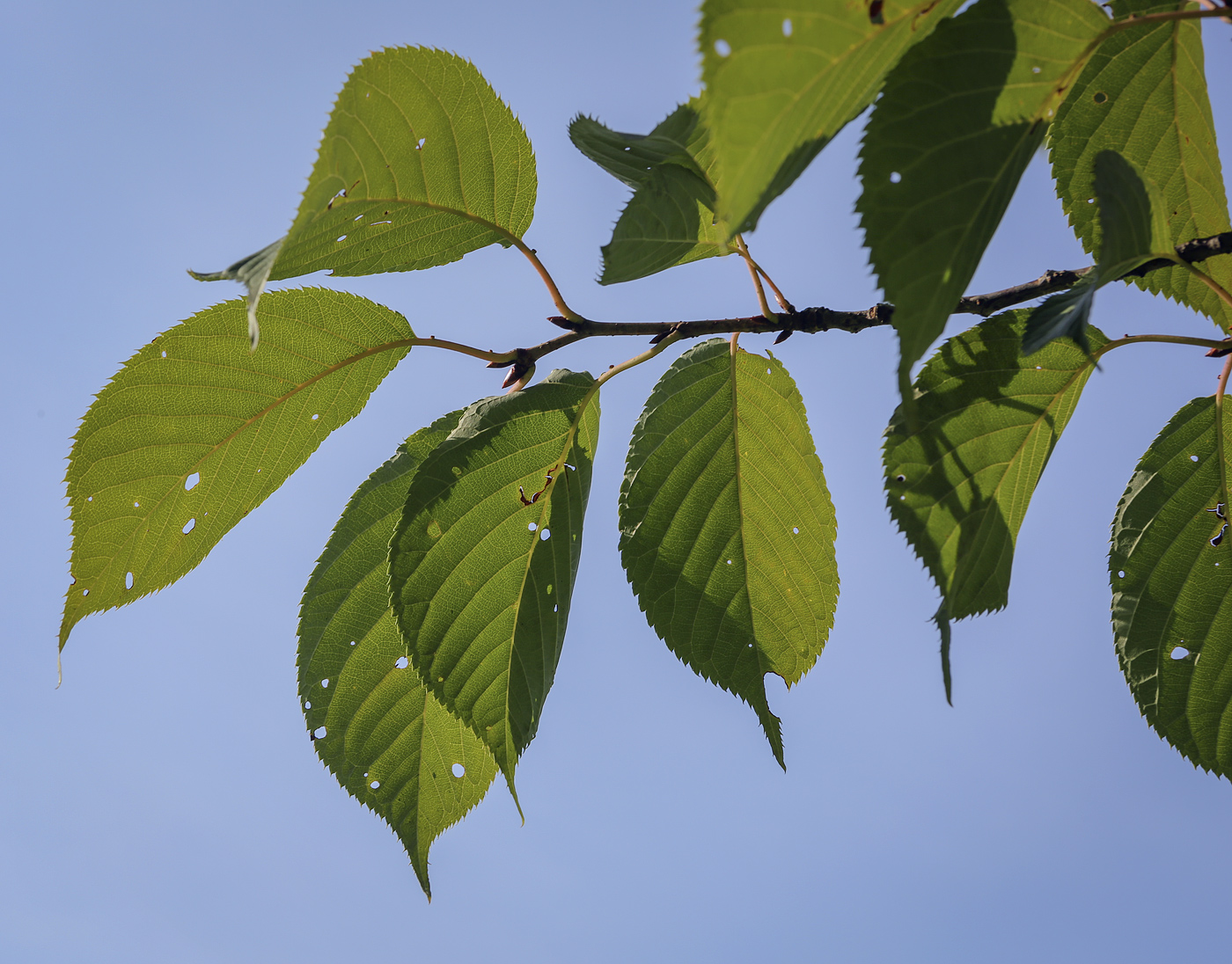 Изображение особи Cerasus sachalinensis.