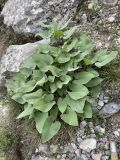 Phlomoides canescens