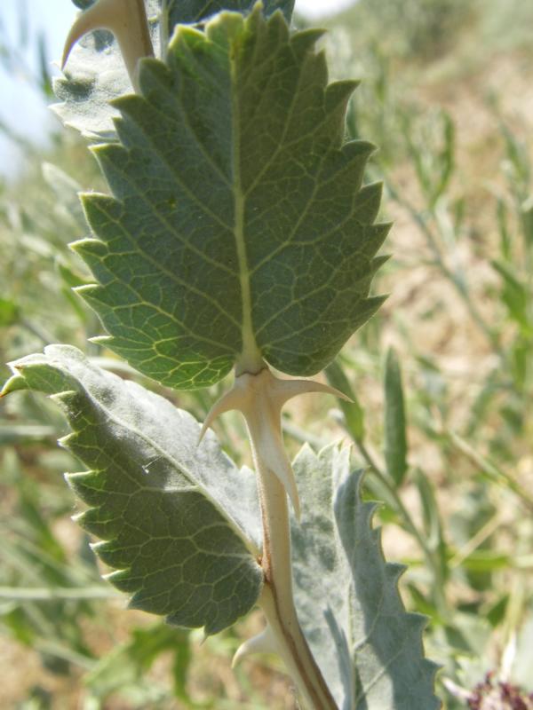 Image of Rosa berberifolia specimen.