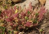 genus Sedum