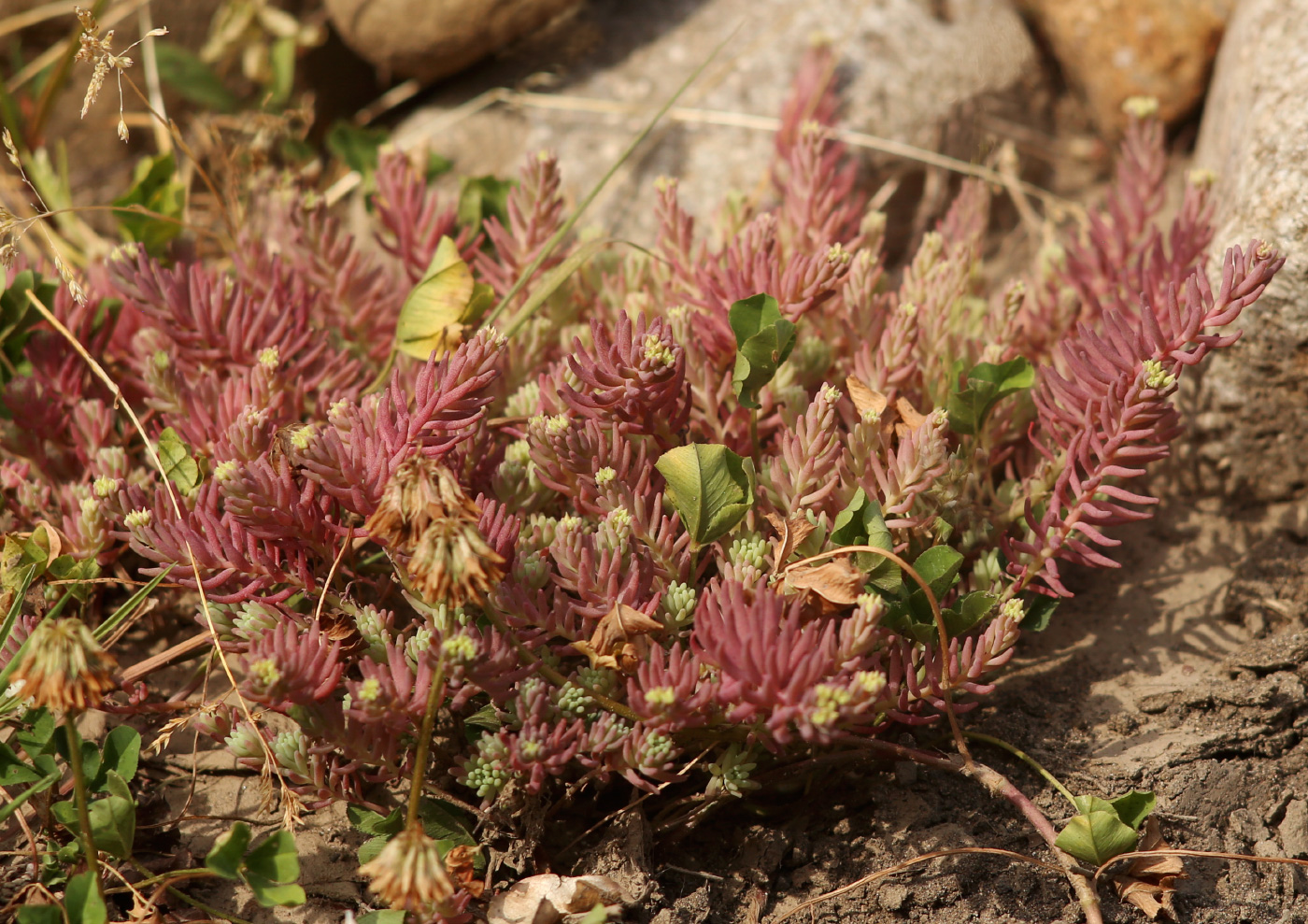 Изображение особи род Sedum.