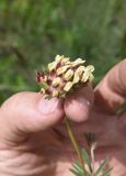 Anthyllis variegata