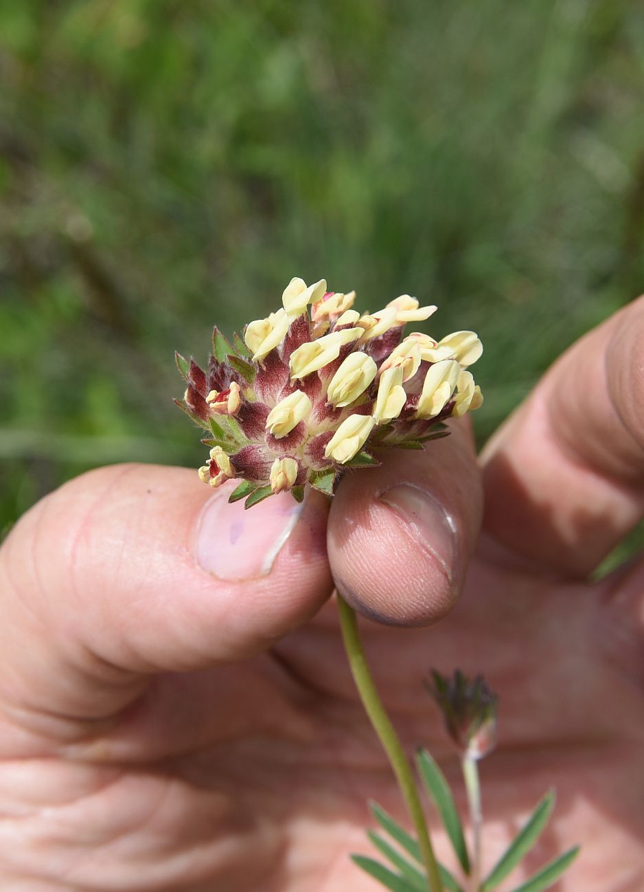 Image of Anthyllis variegata specimen.