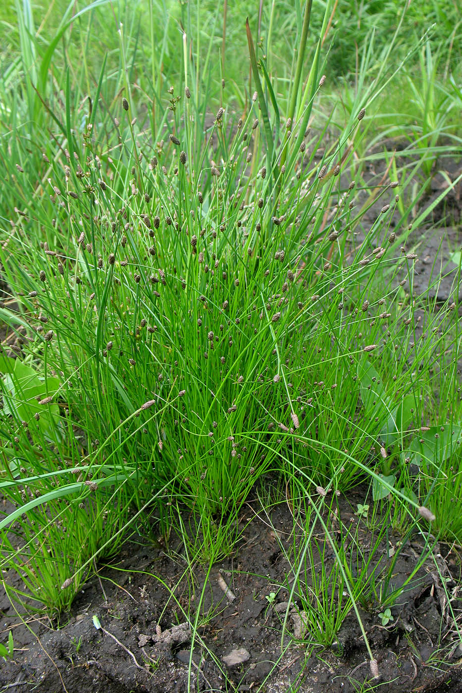 Image of Eleocharis ovata specimen.