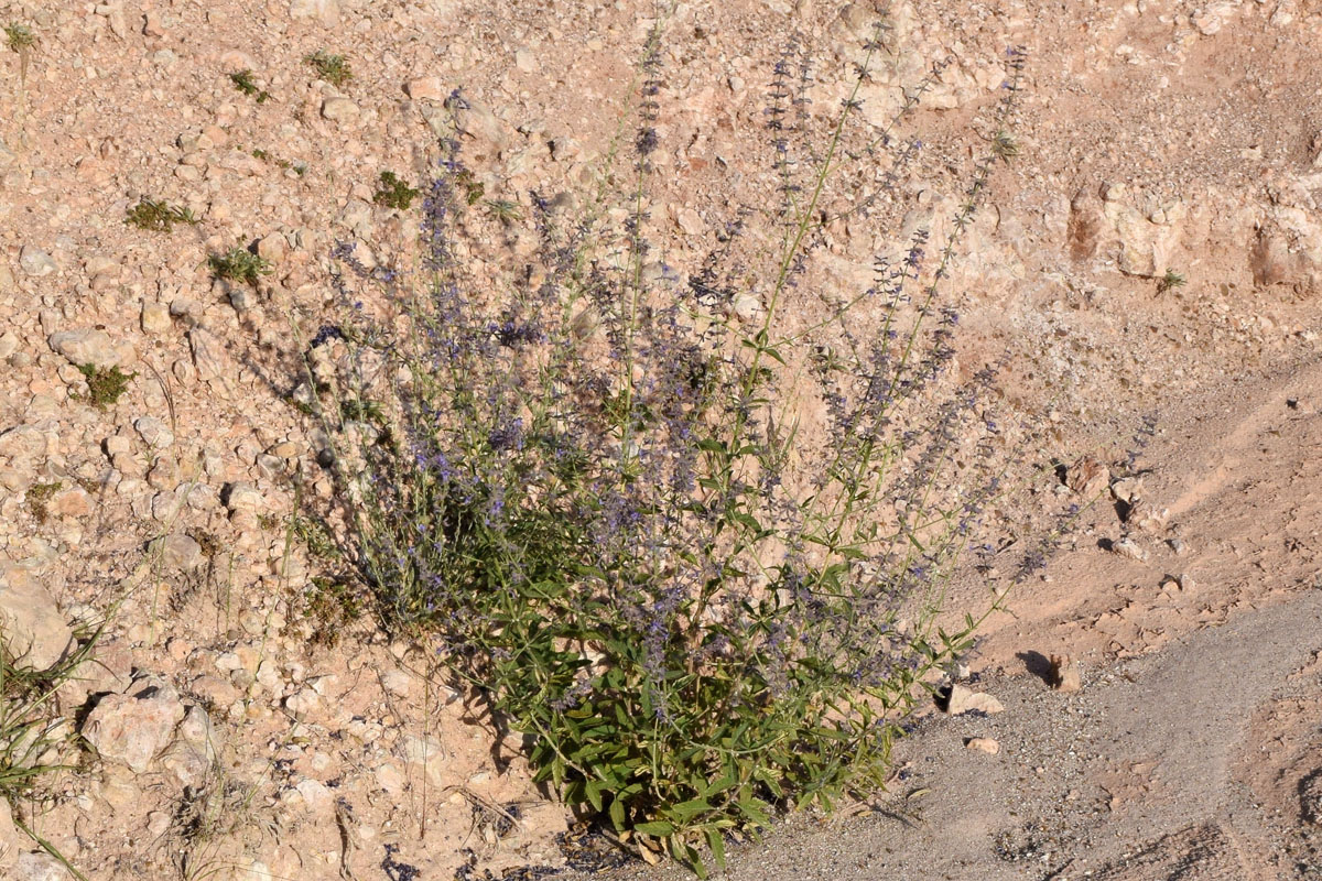 Image of Perovskia angustifolia specimen.