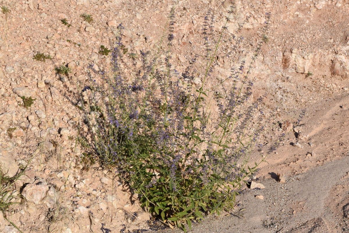 Изображение особи Perovskia angustifolia.