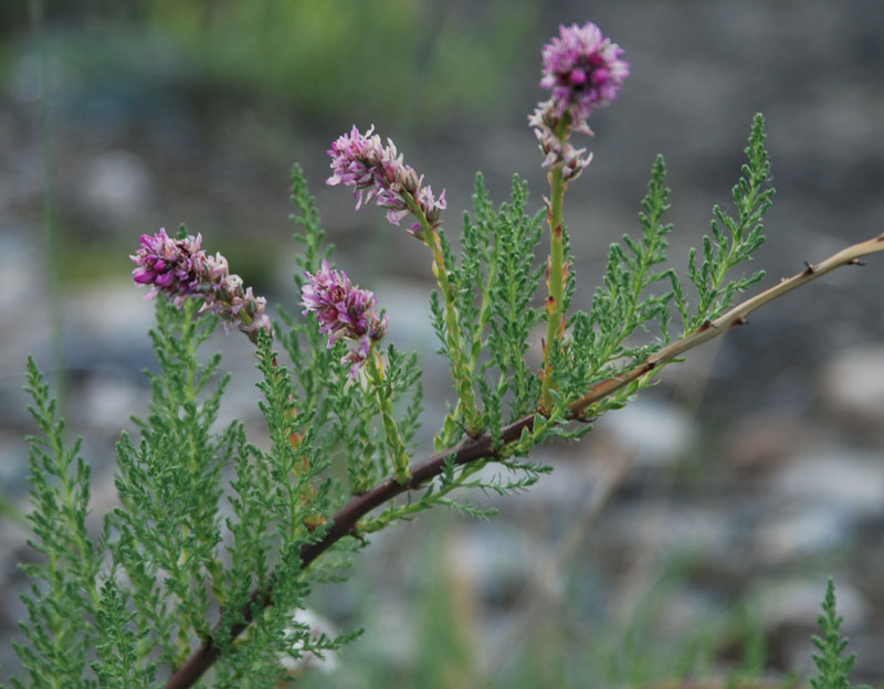 Image of Myricaria squamosa specimen.