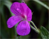 Geranium palustre