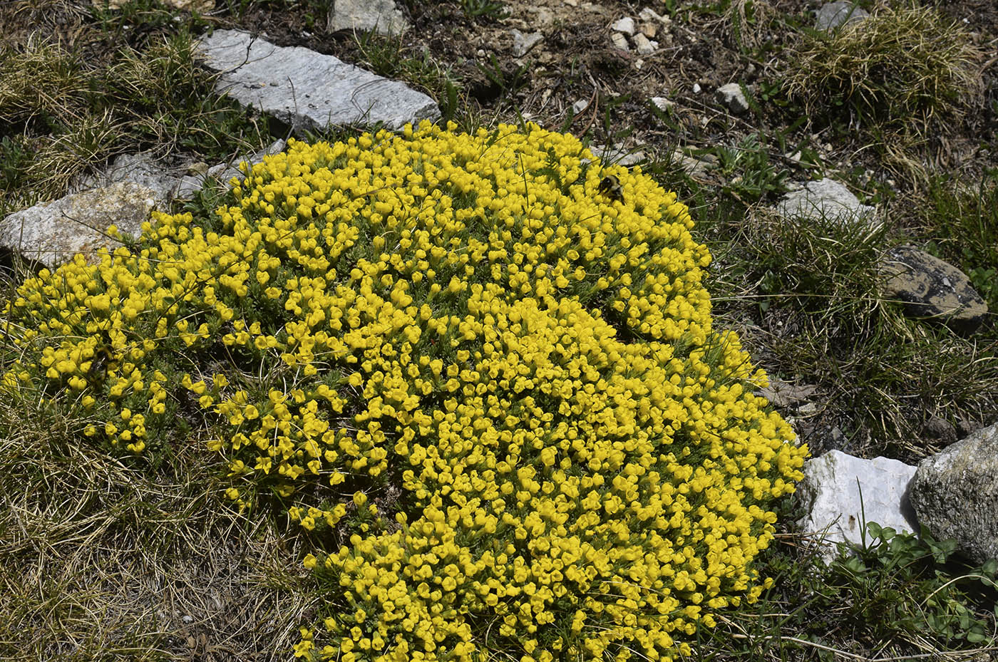 Изображение особи Androsace vitaliana ssp. cinerea.