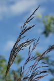 Calamagrostis canescens