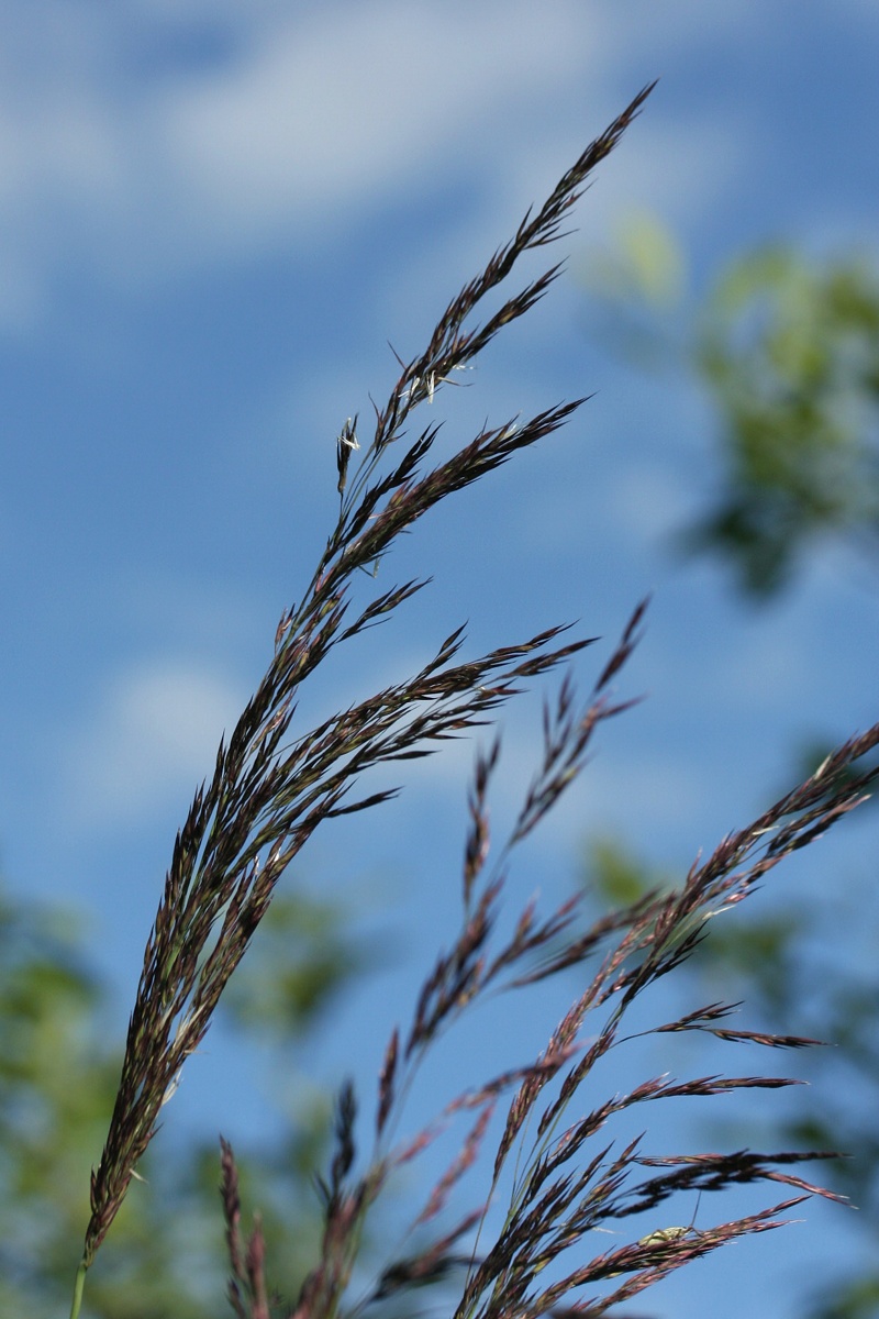 Изображение особи Calamagrostis canescens.