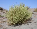 Salsola paulsenii. Плодоносящее растение. Узбекистан, Ферганская обл., Язъяванский р-н, Язъяванские пески, частично закреплённые дюны. 15 сентября 2022 г.