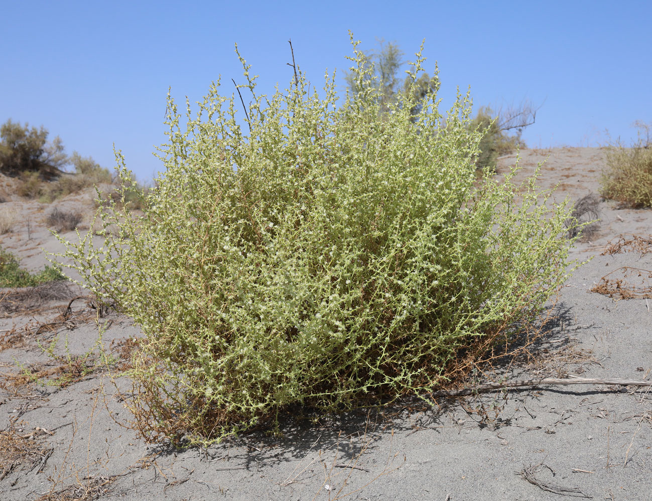 Image of Salsola paulsenii specimen.