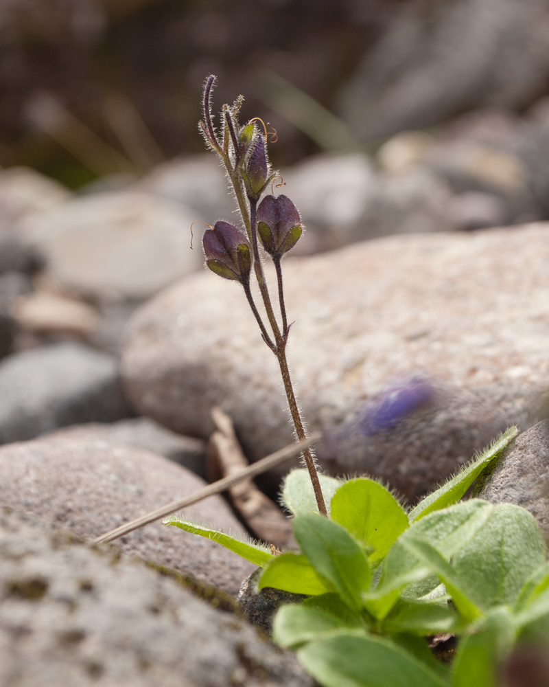 Image of Veronica grandiflora specimen.