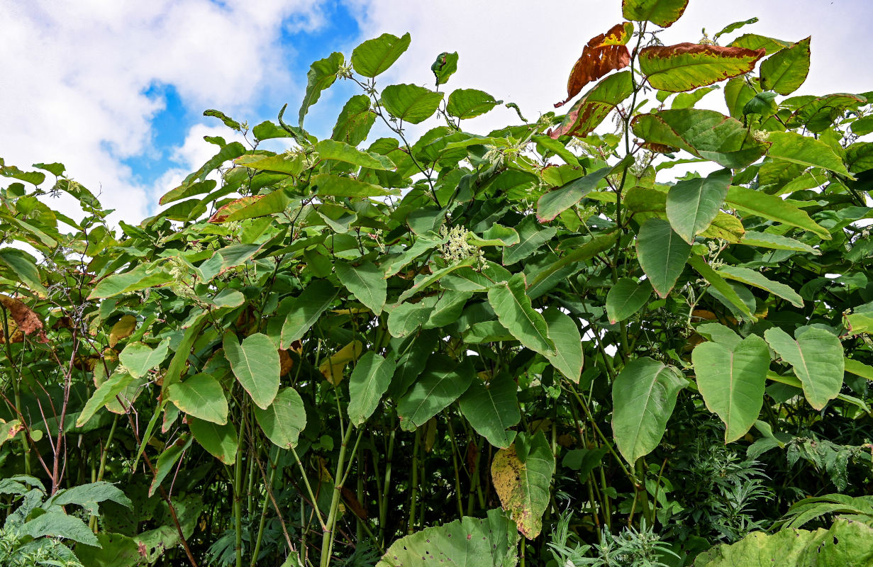 Изображение особи Reynoutria sachalinensis.