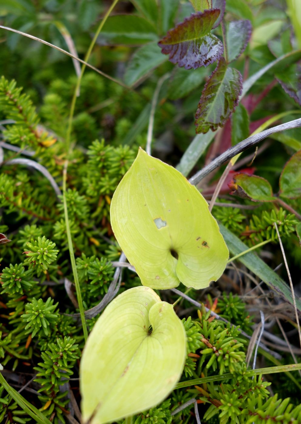 Image of Maianthemum dilatatum specimen.