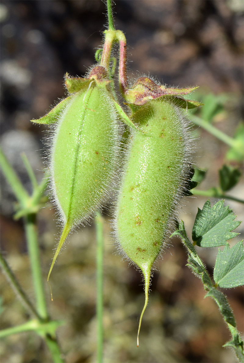 Image of Cicer songaricum specimen.