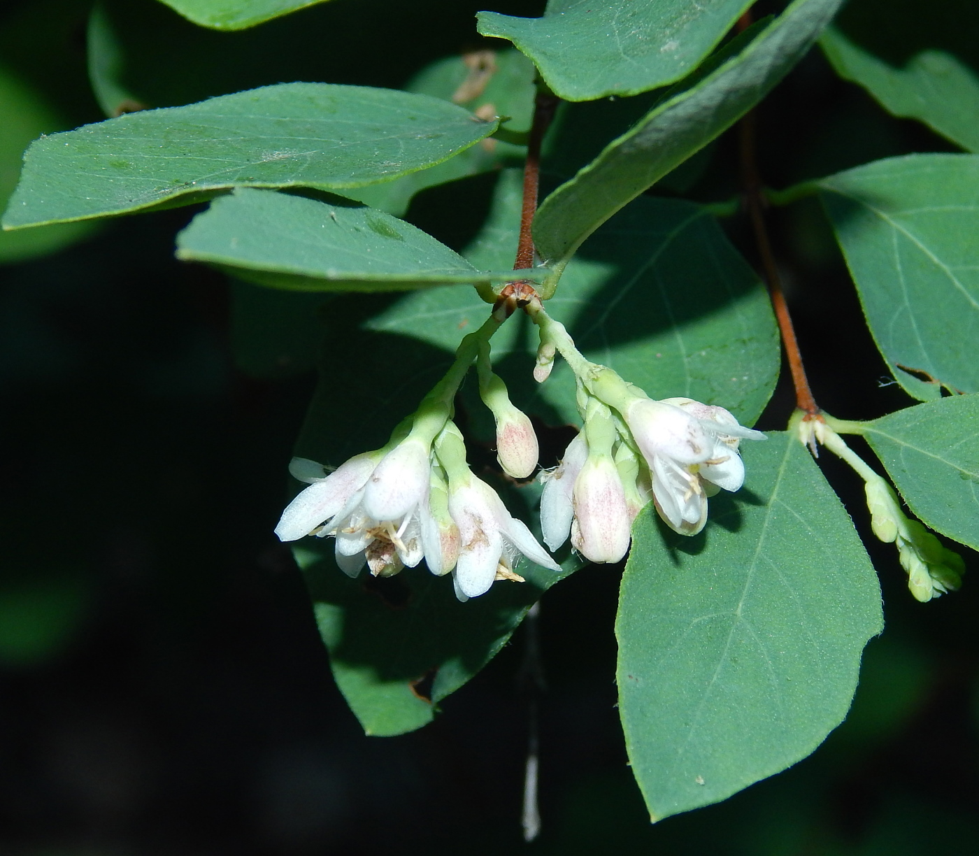 Изображение особи Symphoricarpos albus.