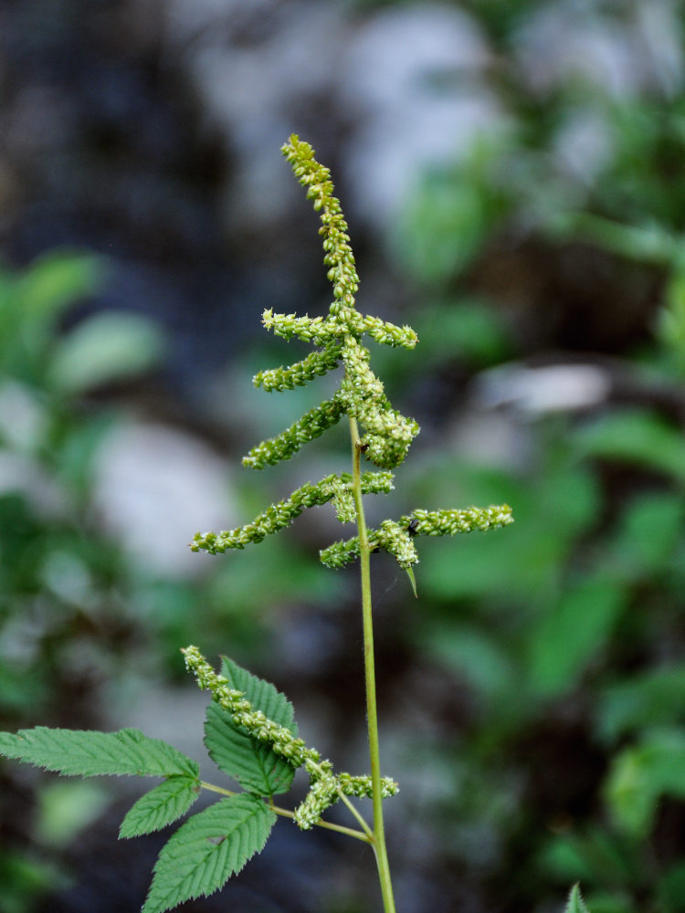 Изображение особи Aruncus dioicus.