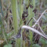 Chaerophyllum aureum. Часть побега в основании растения. Москва, Северо-Западный административный округ, р-н Строгино, Щукинский полуостров, разнотравный луг. 16.09.2022.