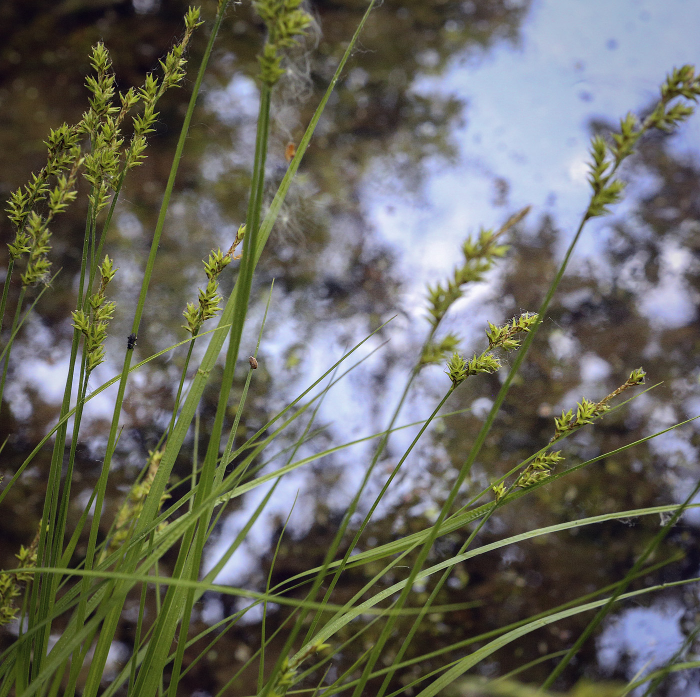 Image of Carex elongata specimen.