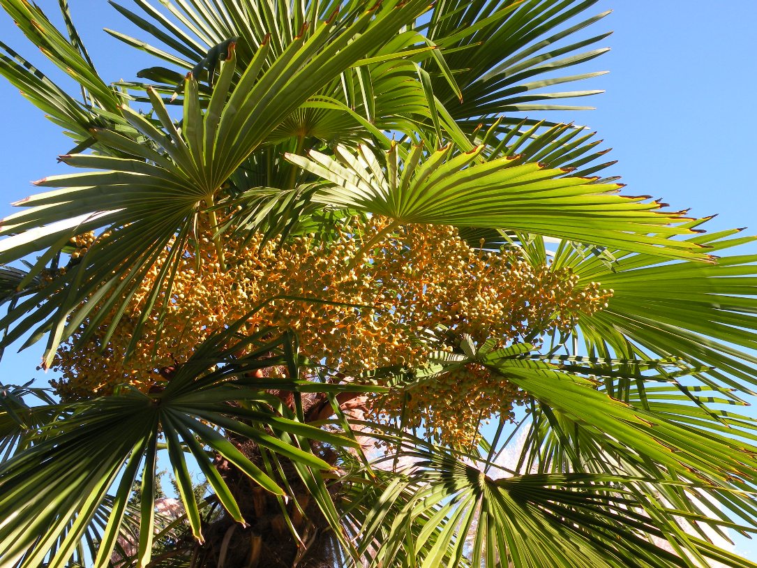 Image of Trachycarpus fortunei specimen.