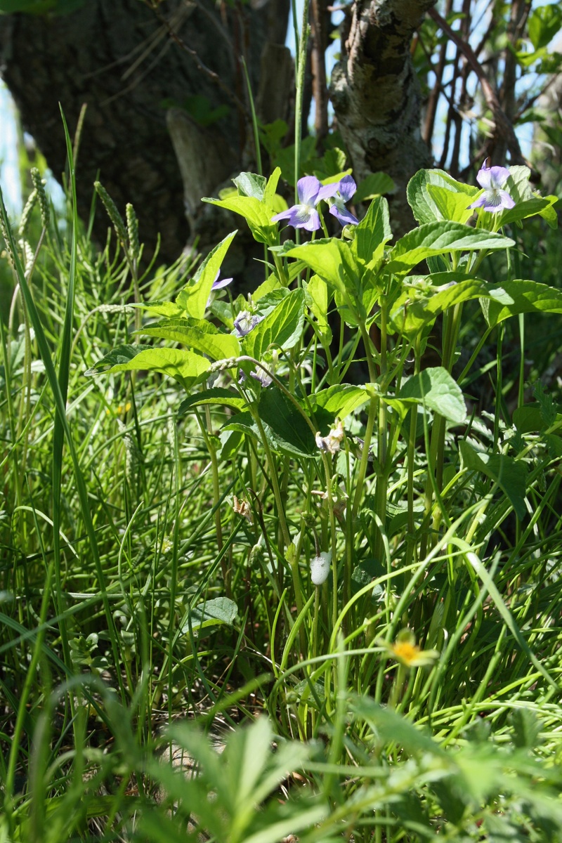 Изображение особи Viola &times; litoralis.