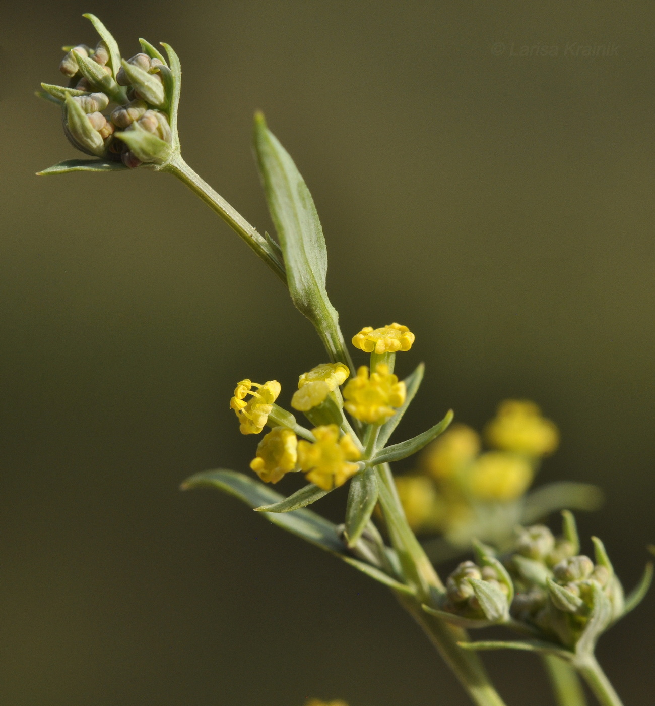 Image of genus Bupleurum specimen.