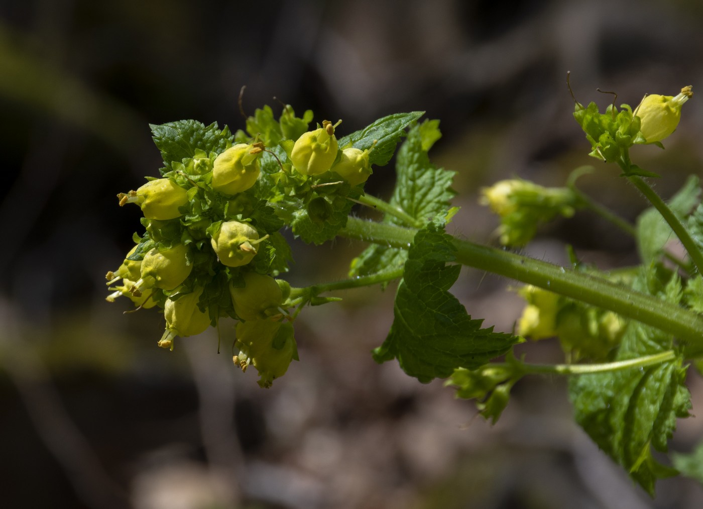Изображение особи Scrophularia chrysantha.