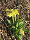 Primula macrocalyx