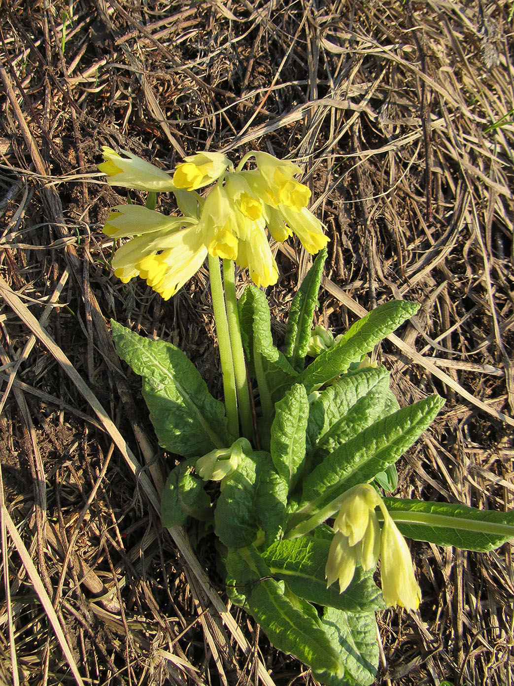 Image of Primula macrocalyx specimen.