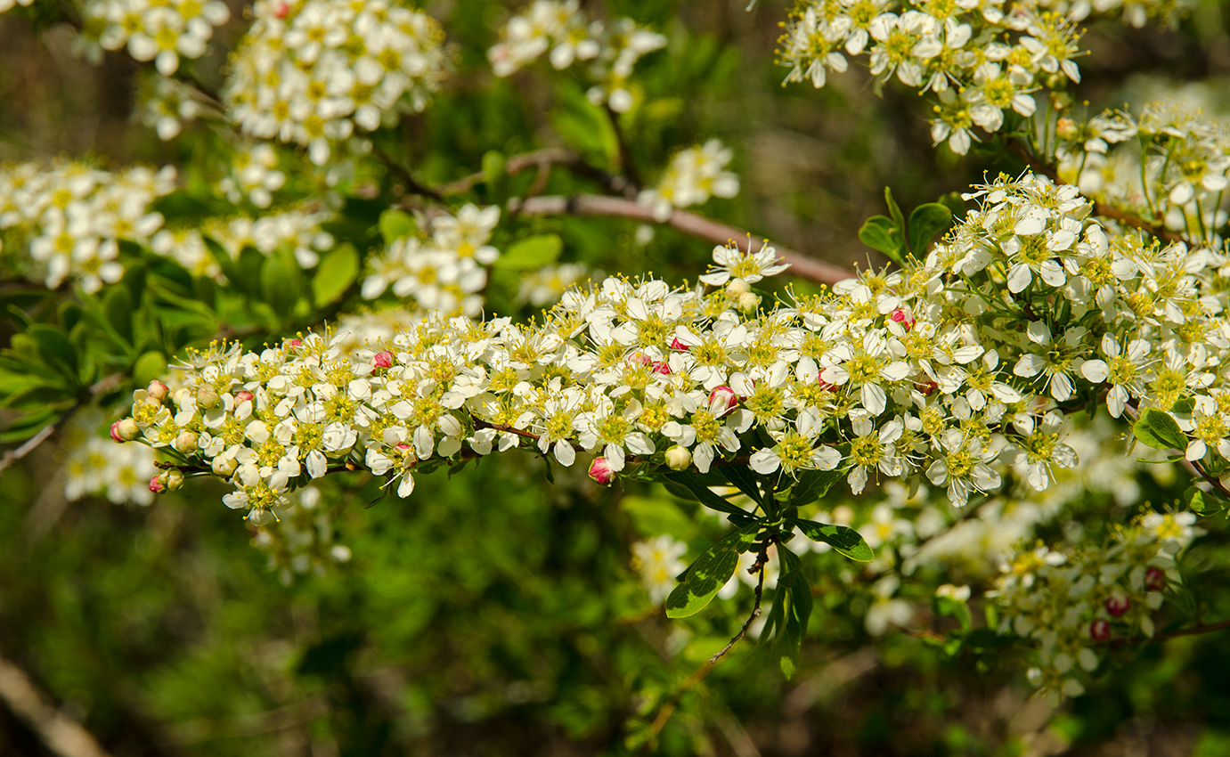 Изображение особи род Spiraea.