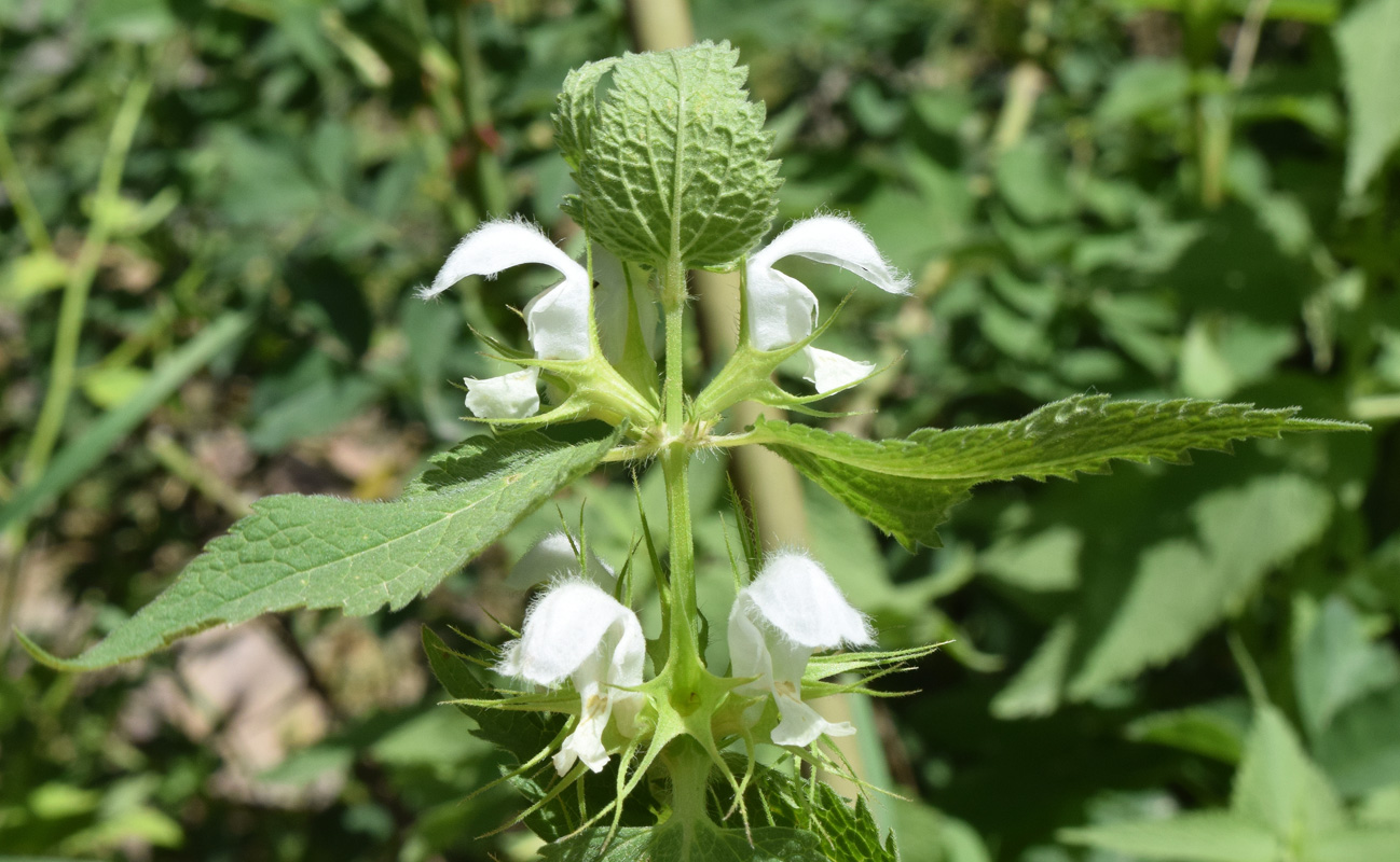 Image of Lamium album specimen.