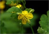 Chelidonium majus