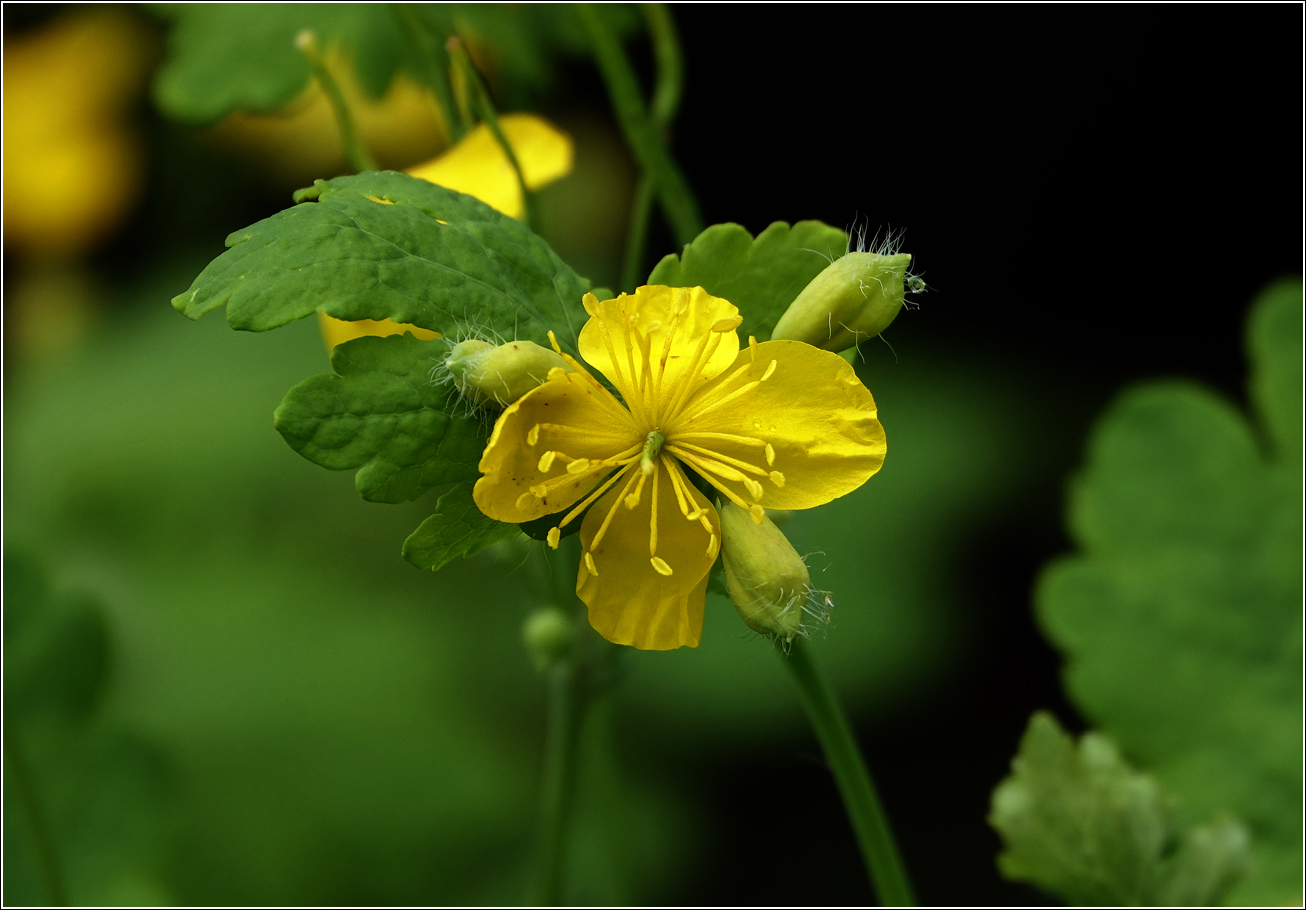 Image of Chelidonium majus specimen.