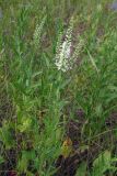 Veronica spicata