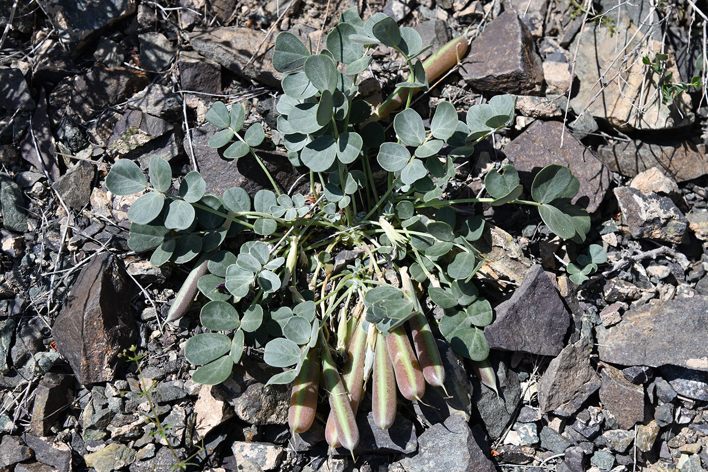 Image of Chesneya dshungarica specimen.