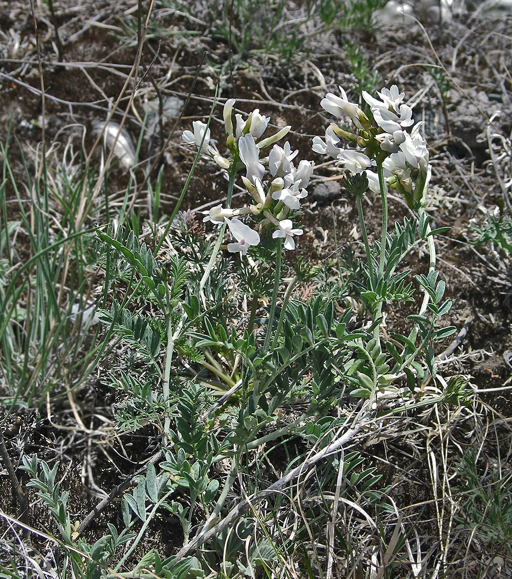 Изображение особи Astragalus ortholobus.